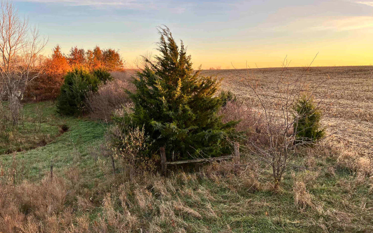 Whitetail Deer Ranch