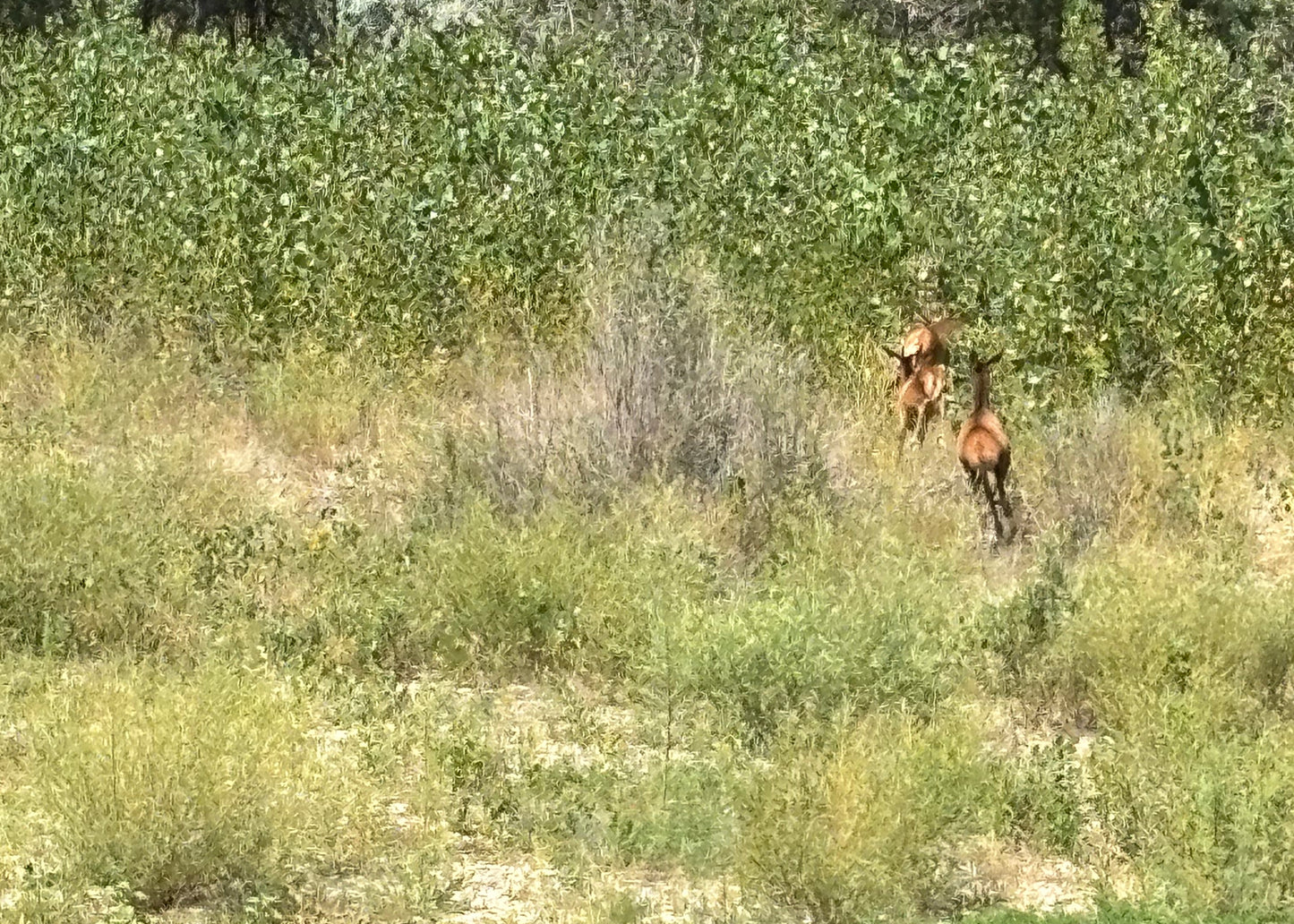 Cow Elk Hunt for 3
