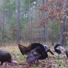 Turkey Hunt Midwest